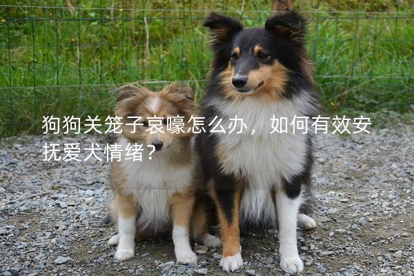 狗狗关笼子哀嚎怎么办，如何有效安抚爱犬情绪？