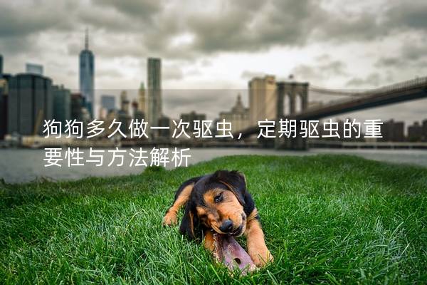 狗狗多久做一次驱虫，定期驱虫的重要性与方法解析
