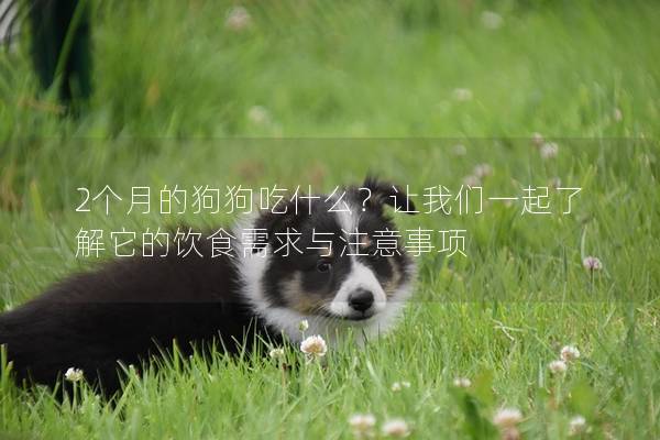 2个月的狗狗吃什么？让我们一起了解它的饮食需求与注意事项