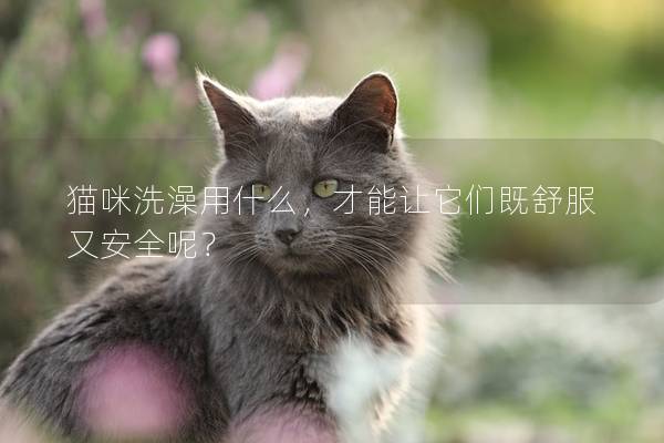 猫咪洗澡用什么，才能让它们既舒服又安全呢？