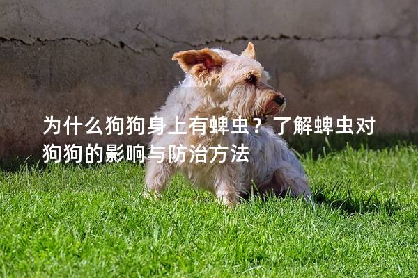 为什么狗狗身上有蜱虫？了解蜱虫对狗狗的影响与防治方法