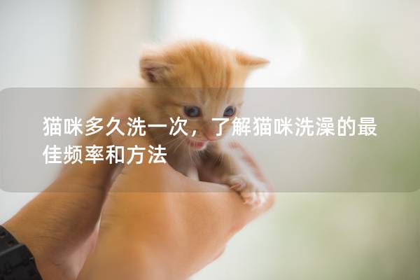 猫咪多久洗一次，了解猫咪洗澡的最佳频率和方法