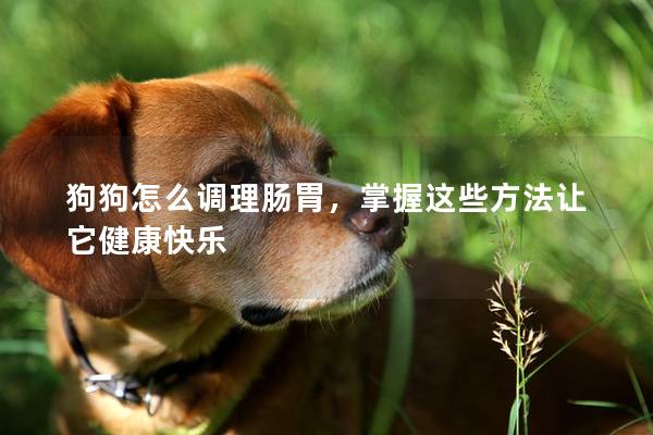 狗狗怎么调理肠胃，掌握这些方法让它健康快乐