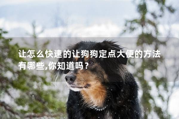 让怎么快速的让狗狗定点大便的方法有哪些,你知道吗？