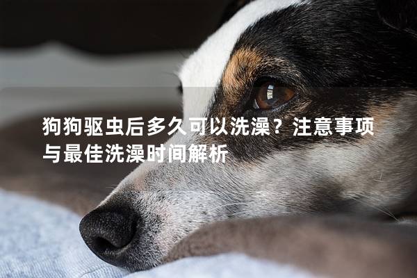 狗狗驱虫后多久可以洗澡？注意事项与最佳洗澡时间解析