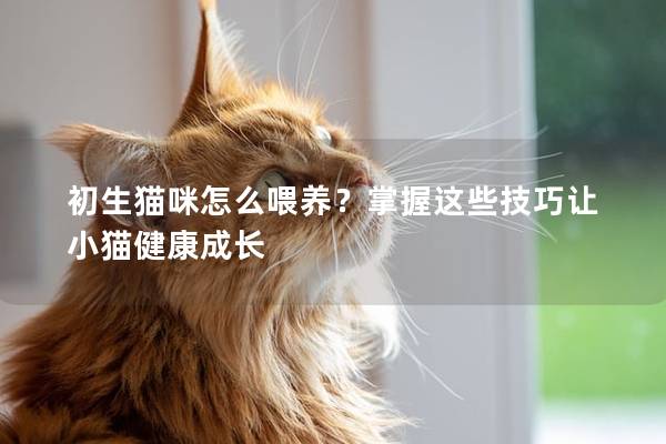 初生猫咪怎么喂养？掌握这些技巧让小猫健康成长