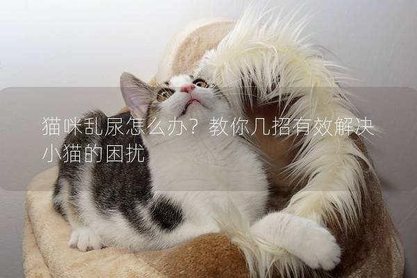猫咪乱尿怎么办？教你几招有效解决小猫的困扰