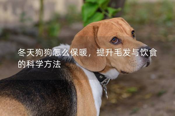 冬天狗狗怎么保暖，提升毛发与饮食的科学方法