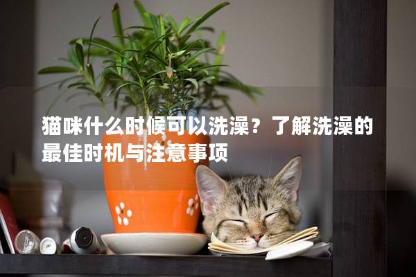 猫咪什么时候可以洗澡？了解洗澡的最佳时机与注意事项