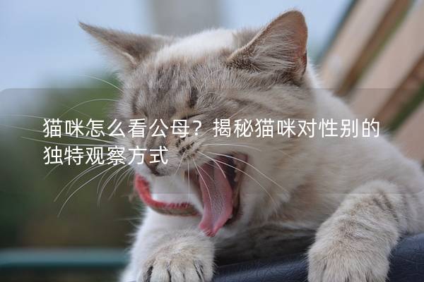 猫咪怎么看公母？揭秘猫咪对性别的独特观察方式