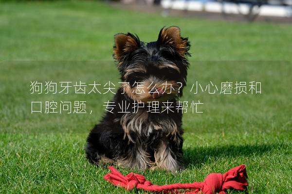 狗狗牙齿太尖了怎么办？小心磨损和口腔问题，专业护理来帮忙