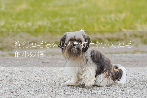 狗狗掉毛怎么办？教你有效应对掉毛的小妙招