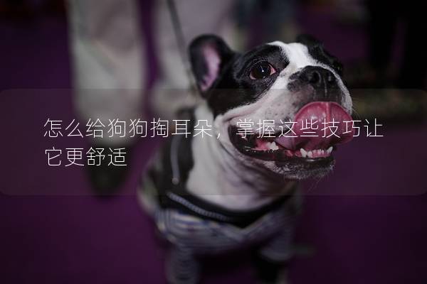 怎么给狗狗掏耳朵，掌握这些技巧让它更舒适