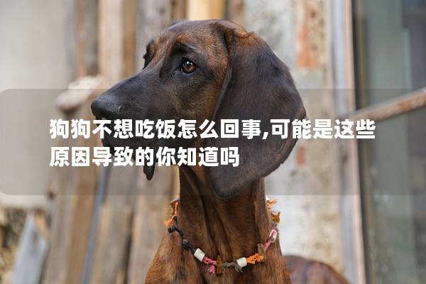 狗狗不想吃饭怎么回事,可能是这些原因导致的你知道吗