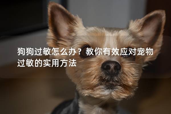 狗狗过敏怎么办？教你有效应对宠物过敏的实用方法