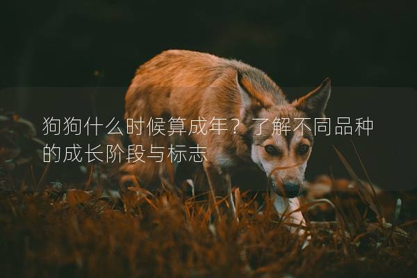 狗狗什么时候算成年？了解不同品种的成长阶段与标志