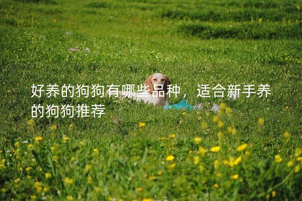 好养的狗狗有哪些品种，适合新手养的狗狗推荐
