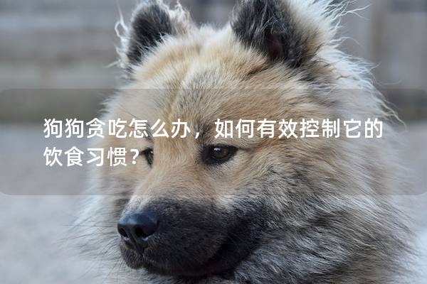 狗狗贪吃怎么办，如何有效控制它的饮食习惯？