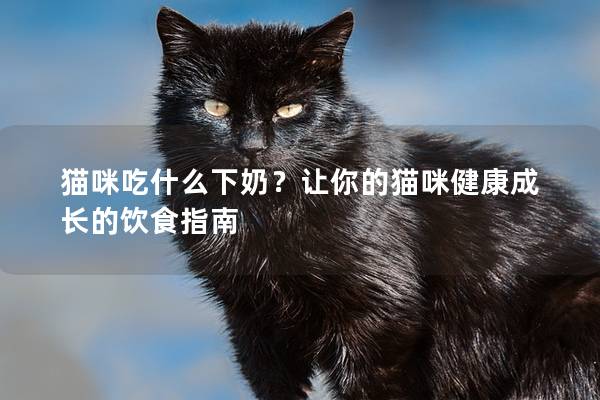 猫咪吃什么下奶？让你的猫咪健康成长的饮食指南