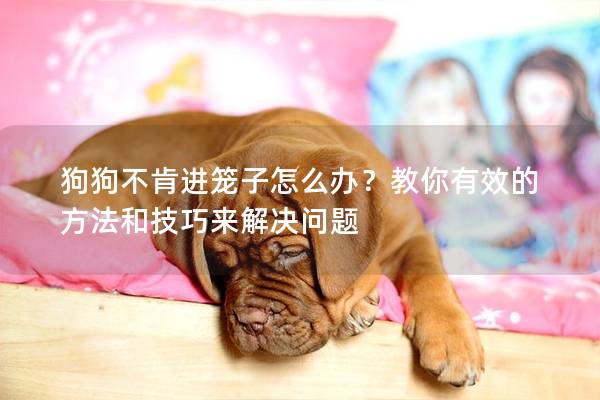 狗狗不肯进笼子怎么办？教你有效的方法和技巧来解决问题