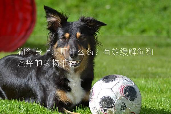 狗狗身上痒用什么药？有效缓解狗狗瘙痒的药物推荐