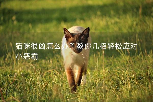 猫咪很凶怎么办？教你几招轻松应对小恶霸