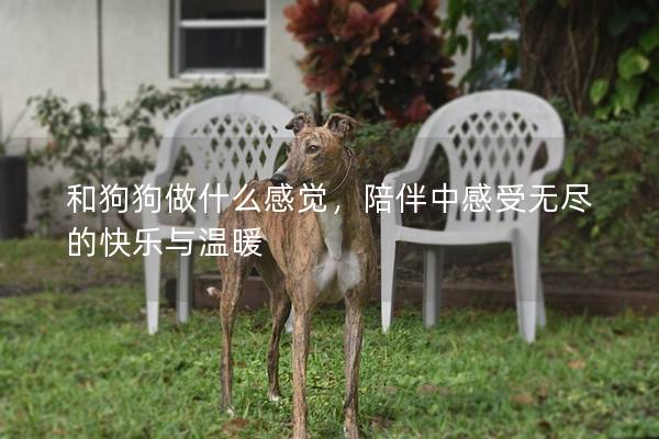 和狗狗做什么感觉，陪伴中感受无尽的快乐与温暖
