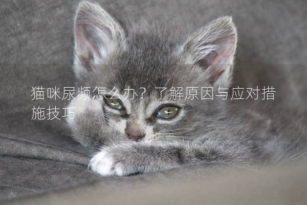 猫咪尿频怎么办？了解原因与应对措施技巧