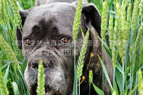 狗狗突然一直叫是什么原因？了解背后的心理与生理因素