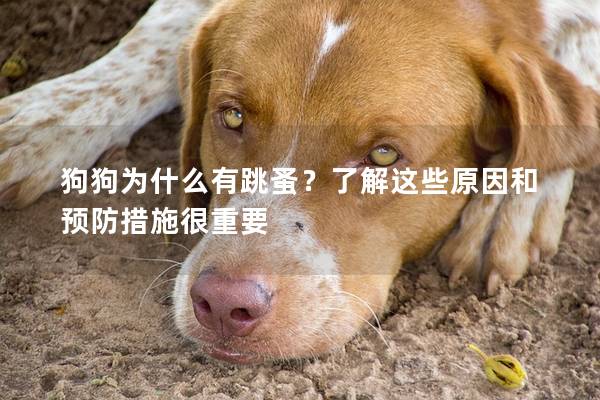狗狗为什么有跳蚤？了解这些原因和预防措施很重要