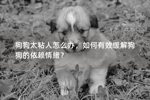 狗狗太粘人怎么办，如何有效缓解狗狗的依赖情绪？