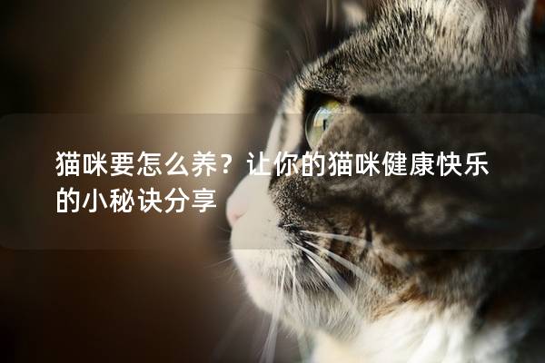 猫咪要怎么养？让你的猫咪健康快乐的小秘诀分享