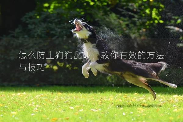 怎么防止狗狗乱叫，教你有效的方法与技巧