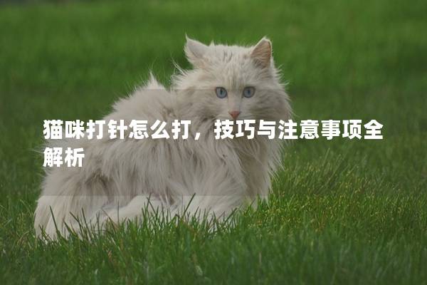 猫咪打针怎么打，技巧与注意事项全解析