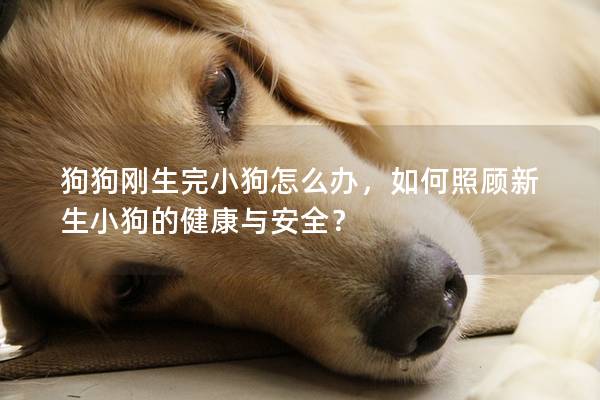 狗狗刚生完小狗怎么办，如何照顾新生小狗的健康与安全？