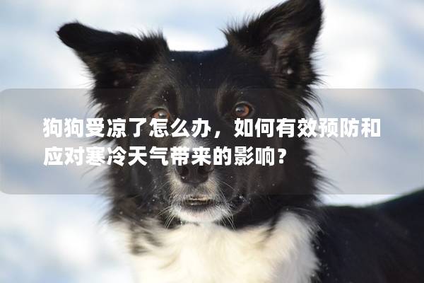 狗狗受凉了怎么办，如何有效预防和应对寒冷天气带来的影响？