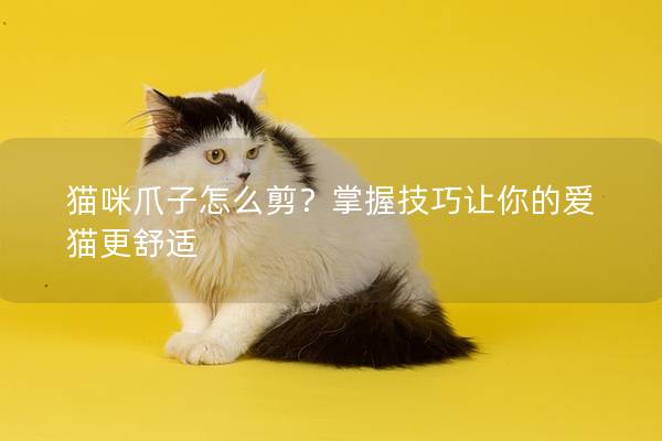 猫咪爪子怎么剪？掌握技巧让你的爱猫更舒适