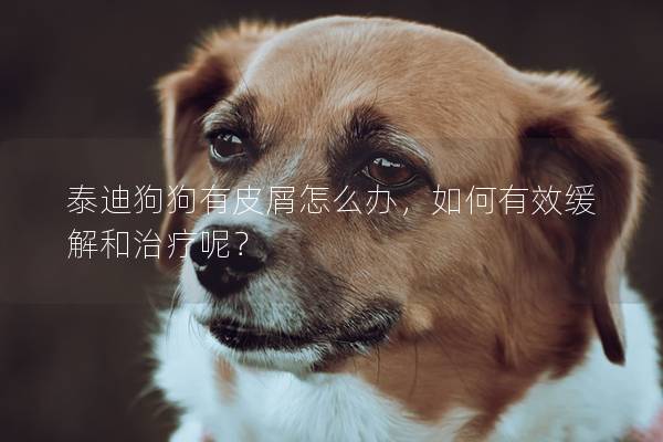 泰迪狗狗有皮屑怎么办，如何有效缓解和治疗呢？
