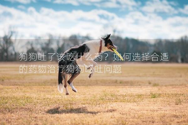 狗狗吐了该吃什么药？如何选择合适的药物治疗狗狗呕吐问题