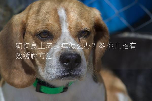 狗狗身上老是痒怎么办？教你几招有效缓解方法