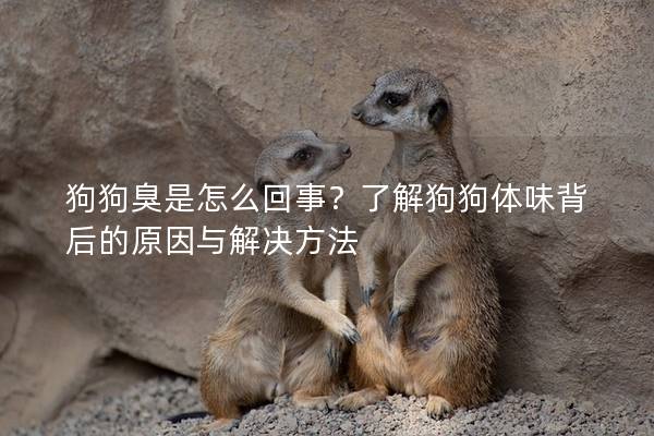 狗狗臭是怎么回事？了解狗狗体味背后的原因与解决方法
