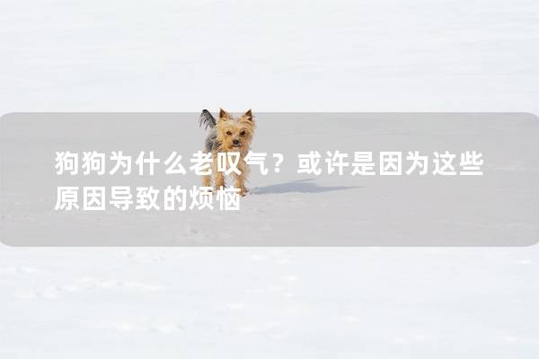 狗狗为什么老叹气？或许是因为这些原因导致的烦恼