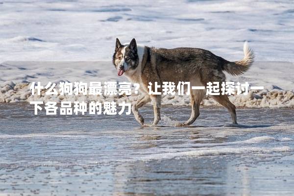 什么狗狗最漂亮？让我们一起探讨一下各品种的魅力