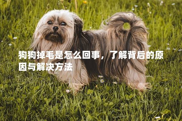 狗狗掉毛是怎么回事，了解背后的原因与解决方法