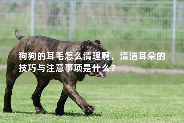 狗狗的耳毛怎么清理啊，清洁耳朵的技巧与注意事项是什么？