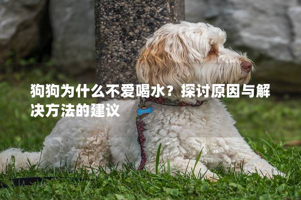 狗狗为什么不爱喝水？探讨原因与解决方法的建议
