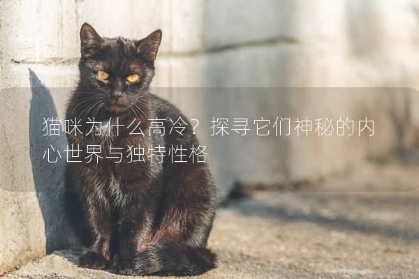 猫咪为什么高冷？探寻它们神秘的内心世界与独特性格