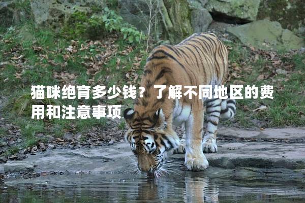 猫咪绝育多少钱？了解不同地区的费用和注意事项