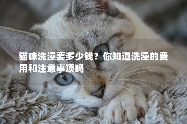 猫咪洗澡要多少钱？你知道洗澡的费用和注意事项吗