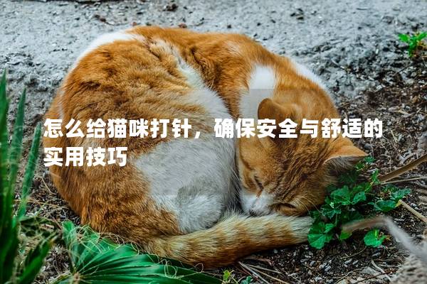 怎么给猫咪打针，确保安全与舒适的实用技巧